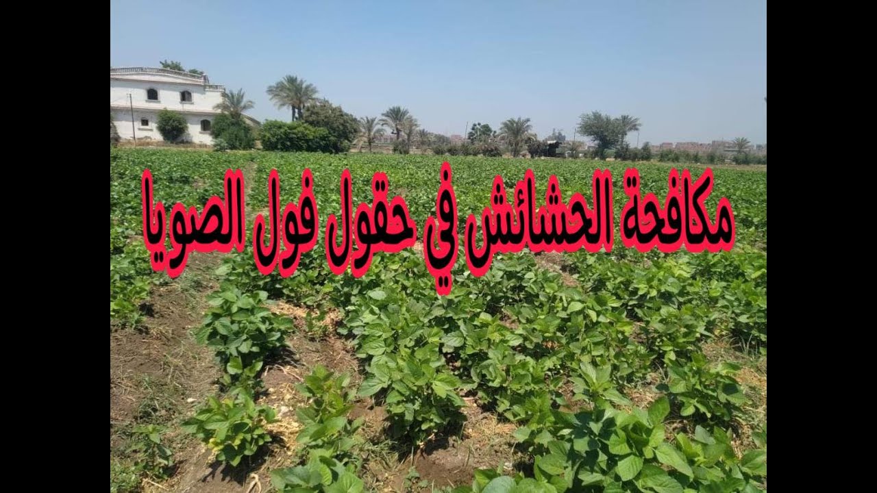 مكافحة الحشائش في حقول فول الصويا