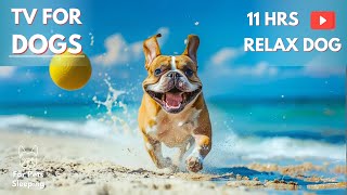 Best 11 Hours of Dog TV & Music for Dogs: Deep Separation Anxiety Music to Calm Dogs! NEW