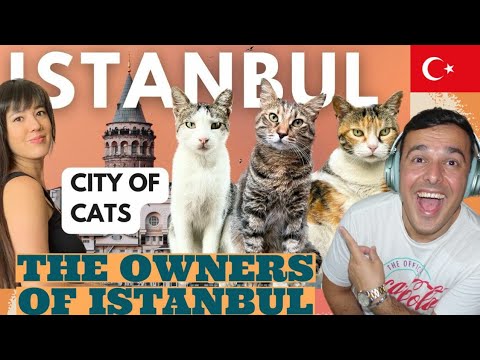 İtalyan Tepkisi 🇹🇷 İstanbul’un Kedileri (& İnsanları) 🐈