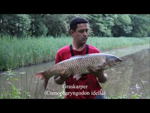 Video: Verschil Tussen Diploïde En Triploïde Graskarper