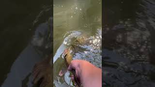 7/13/21 42” musky release Minnesota