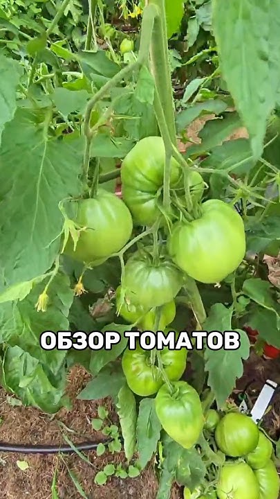 Обзор самых урожайных томатов #томаты #томатывтеплице #томат # ...