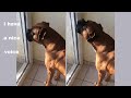 Funny Boxer Dog Asks To Go Outside To Bark – On My Dog's Mind