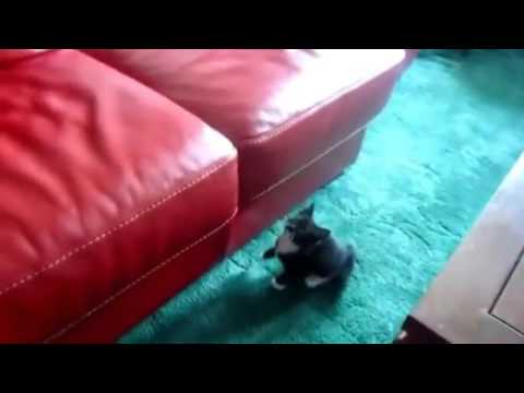 Котик заболел гречанинов