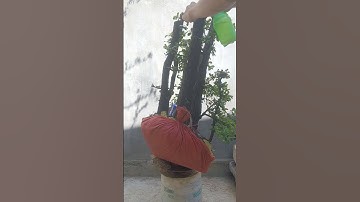 cụm rừng cẩm thị glae : đt 0987267261