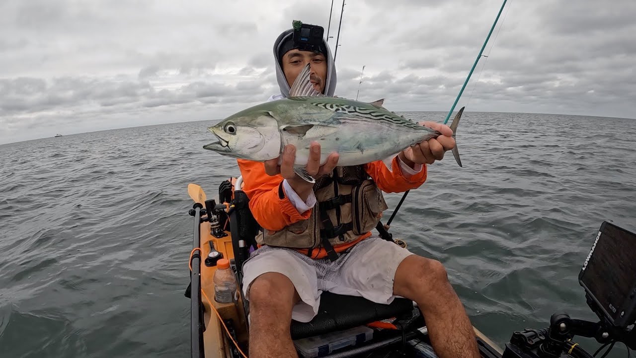 Bonito and False albacore (albie) Fishing Compilation 2025. - YouTube