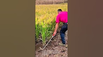 Efficient rice harvesting: time-saving technique