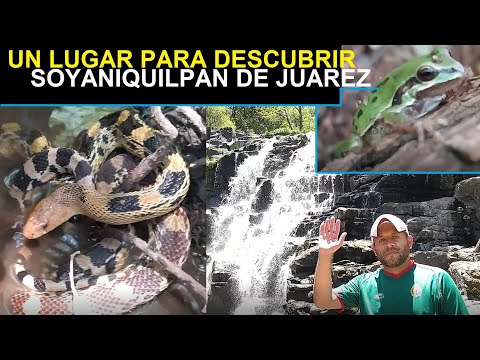 Senderismo Cascadas de Soyaniquilpan de Juárez. (Encontramos 4 cascadas y muestro su fauna).