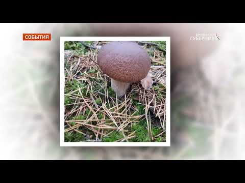 В Брянской области начался грибной сезон