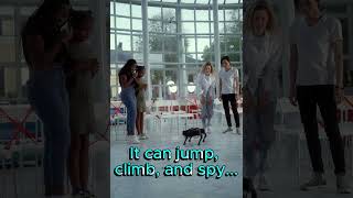 Meet the future robot dog. #dogs #robot #ai #ytshorts