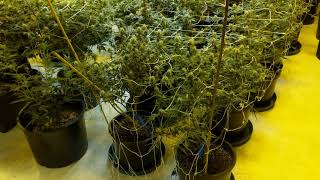 full bud room