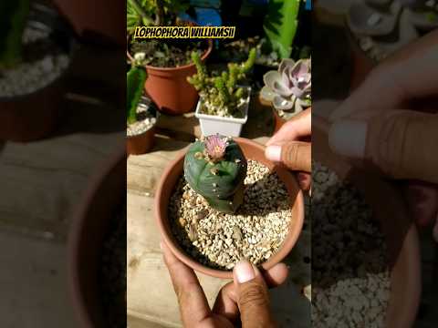 Vídeo: Por que a lophophora é ilegal?