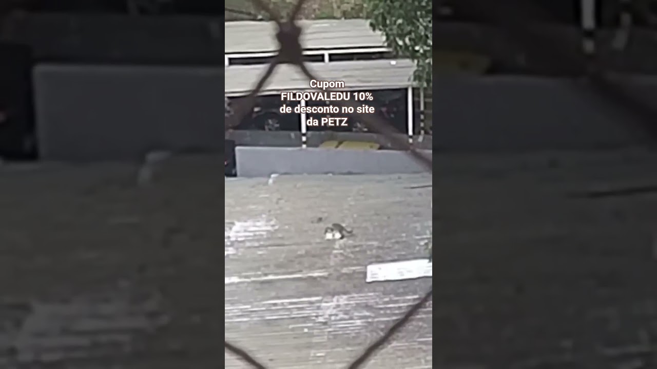 logo logo mais gatinhos na vizinhança !!! 