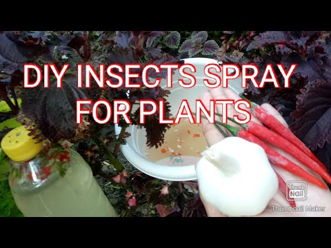 DIY HOMEMADE INSECTS SPRAY FOR PLANTS I NATURAL PESTICIDE FOR MAYANA/COLEUS