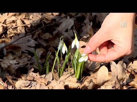 Video: Uleiul este un mineral. Depozitele de petrol. Productie de ulei