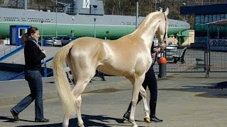 Top 10 Most Powerful Horses in the world 2015 Top 10 Most Powerful Horses in the world 2015