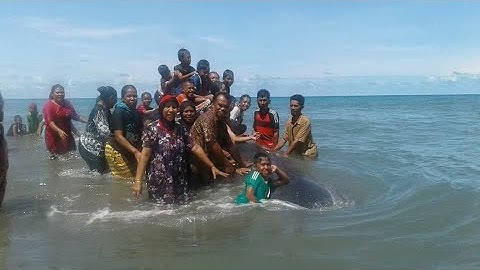 IKAN PAUS TERDAMPAR DIPANTAI DESA BINONTOAN TOLITOLI