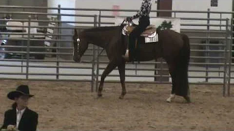 Zip Along Sudden/7 year old AQHA gelding by A Touc...