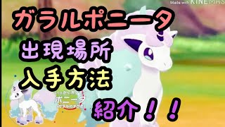 ガラルポニータ出現場所・入手方法大紹介！！【ポケモンソードシールド】