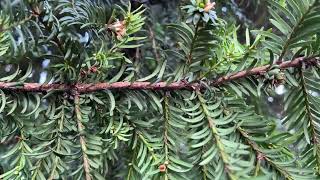 Common yew - twigs & leaves - February 2025