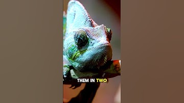 THIS COLOR-CHANGING NINJA WILL BLOW YOUR MIND! 🦎🔥 #SHORTS