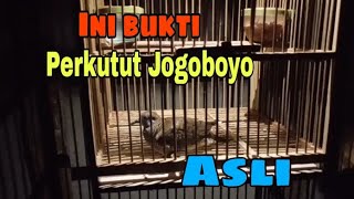 Perkutut Katuranggan Jogoboyo,,Ciri Ciri dan Pembuktian