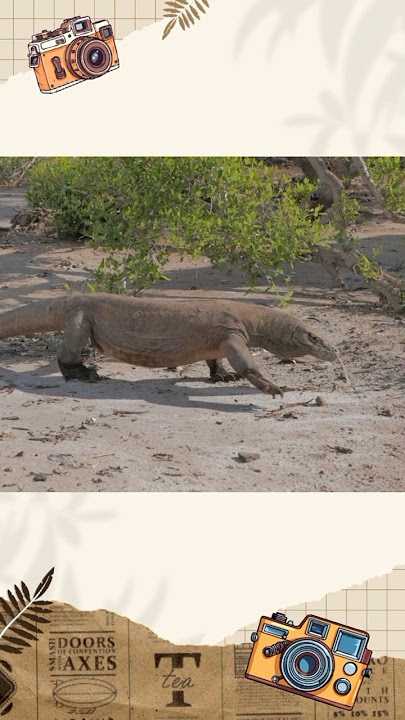 Suara komodo ♡ komodo sound #suarakomodo #komodosound #shorts #suarahewanlucu #komodo