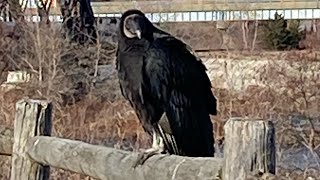 Wild Turkey Vulture by GothNebula 92 views 6 months ago 1 minute, 30 seconds