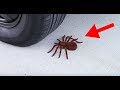 Crushing Tarantula on Tire! Crispy sounds/Asmr