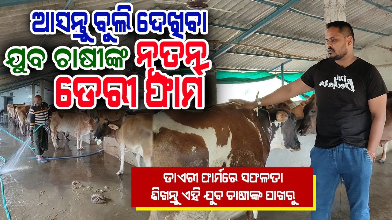 ଢେଙ୍କାନାଳ ଜିଲ୍ଲାର ଅଭିନାଶ ଭାଇଙ୍କ ଗାଈ ଫାର୍ମ ( ଗାଈ ପାଳନରେ କେମିତି ସଫଳତା ପାଇବେ ) Dairy Farm in Dhenkanal.