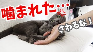 寝室に移動するのが嫌すぎてキレる猫