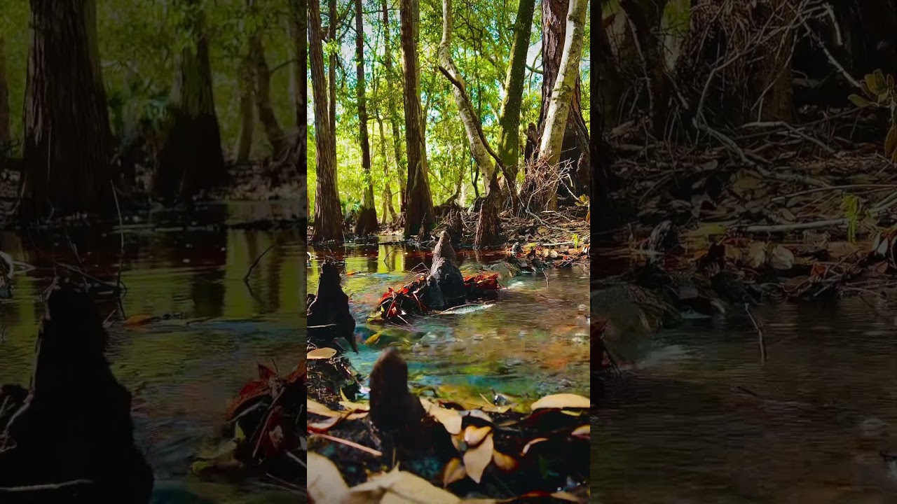 ASMR Relaxing Stream perfect for sleep on repeat 