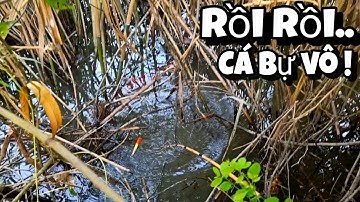 Tập 80 - Câu Cá Rô Đồng Mùa Nước Nổi Trúng Ổ Cá Lớn Vô Tranh Mồi Nhìn Mê Thiệt