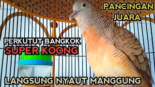 PANCINGAN PERKUTUT BANGKOK SUPER AMPUH - PERKUTUT BANGKOK GACOR JUARA (Suara Kung)