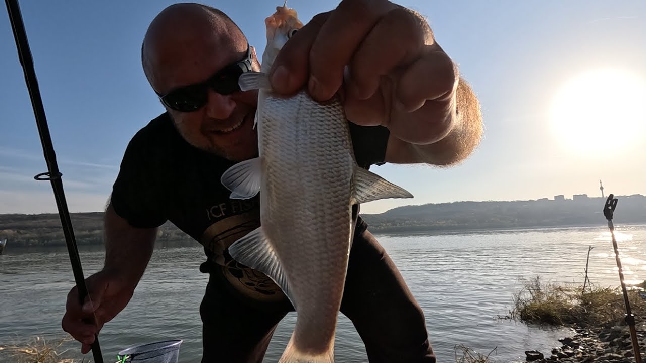 Pescuit la feeder pe Dunare, ultima reprezentatie, morunasul