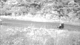 Fox vs. skunk Bushnell Trophy Cam