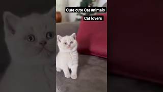 How beautiful and cute this cat is