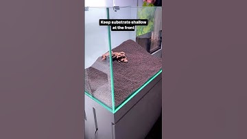 Thumbnail of 3 Tips for a PROFESSIONAL Aquascape #shorts