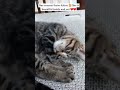 Kitten stretches #cutecatshorts #shortsvideo #cute #cutekitty #kitten #fosterkitten