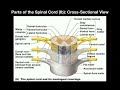 Anatomy | Anatomy of the Spinal Cord and Nerves