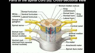 Anatomy | Anatomy of the Spinal Cord and Nerves
