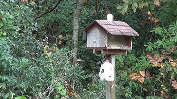 Backyard Birding for Kids Citizen Science