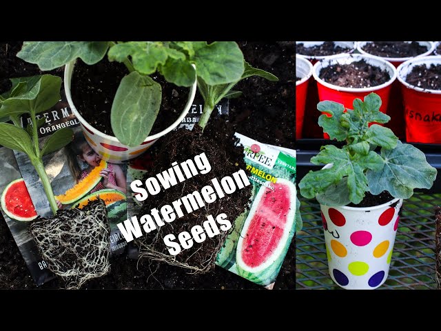 Sowing Watermelon Seeds Early-No Grow Lights Needed-Examples of Healthy  Seedlings-Mistakes to Avoid - YouTube