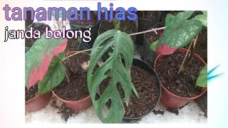 tanaman hias janda bolong