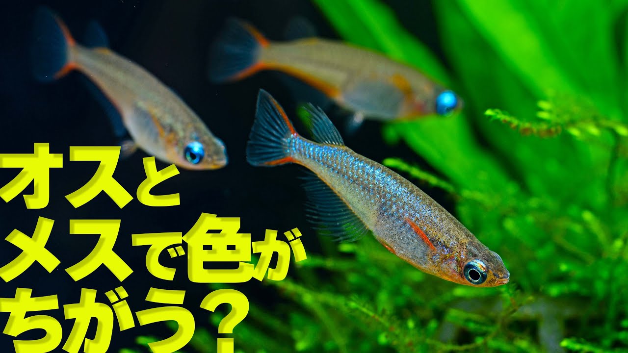 熱帯魚 メダカそっくり オリジアス ウォウォラエ Youtube 熱帯魚 メダカそっくり オリジアス ウォウォラエ Youtube