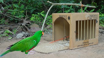 Idea Creative Easy Parrot Trap Make From Cardboard Box & Woods - Simple Unique Bird Trap