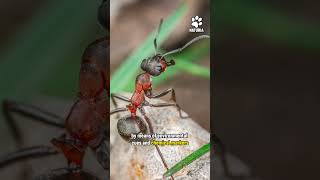 Ants Ability To Calculate The Optimal Route