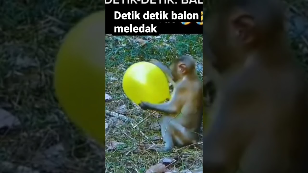 Monyet terkejut