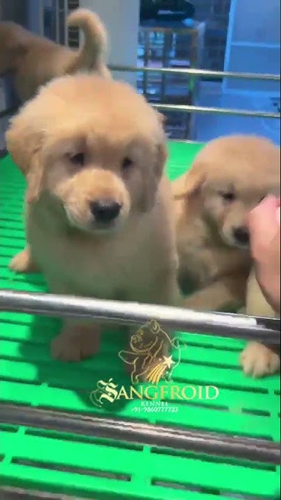 Great pyrenees golden retriever mix puppies for sale