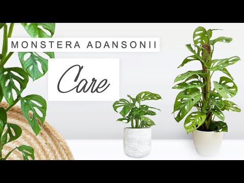 Monstera Adansonii Complete Care Guide 🌿 Tips + Tricks, Propagation - ALL YOU NEED TO KNOW 🌱